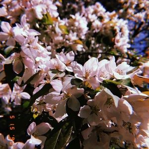 Meet your Posher, Sylvia